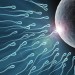 Los científicos logran crear espermatozoides en el laboratorio