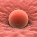 Científicos de la Universidad de Edimburgo reescriben las reglas de la reproducción