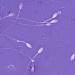 Test de fertilidad en hombres