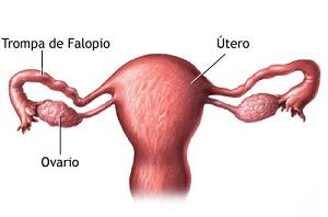 ovarios