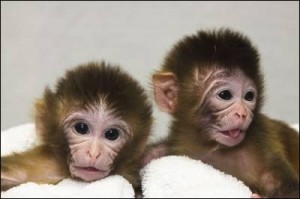 ‘Mito’ (izquierda) y ‘Tracker’, los gemelos de macaco que fueron los primeros en nacer tras el experimento. - NATURE 