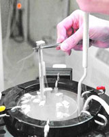 Los embriones donados congelados se descartan