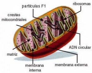 Mitocondrias y fertilidad: enfermedades mitocondriales y reproducción | IMFER Blog