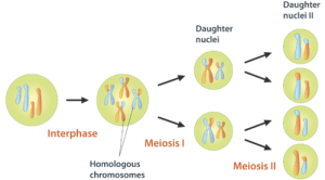 meiosis