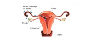 El curetaje uterino: qué es, cuándo se realiza y cómo es la recuperación