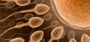 Espermatozoide X o Y: cómo determina el sexo del bebé y qué dice la ciencia sobre ello