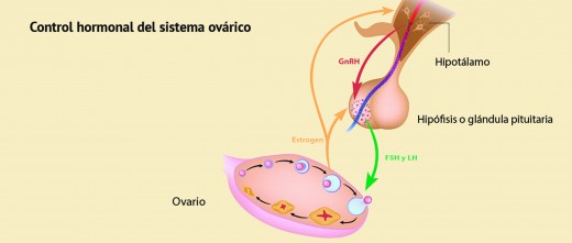 control-hormonal-del-ciclo-ovarico-520x221