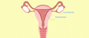 Endometrio fino: causas, cómo mejorarlo y su impacto en la implantación embrionaria