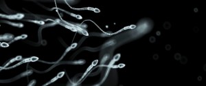 Investigación en infertilidad masculina: espermatozoides in vitro | IMFER Blog