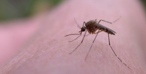 Virus emergentes y reproducción asistida: cómo proteger tu tratamiento de fertilidad ante riesgos infecciosos