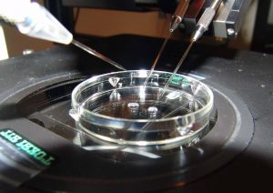 Calidad del semen congelado: cómo se evalúa la viabilidad espermática